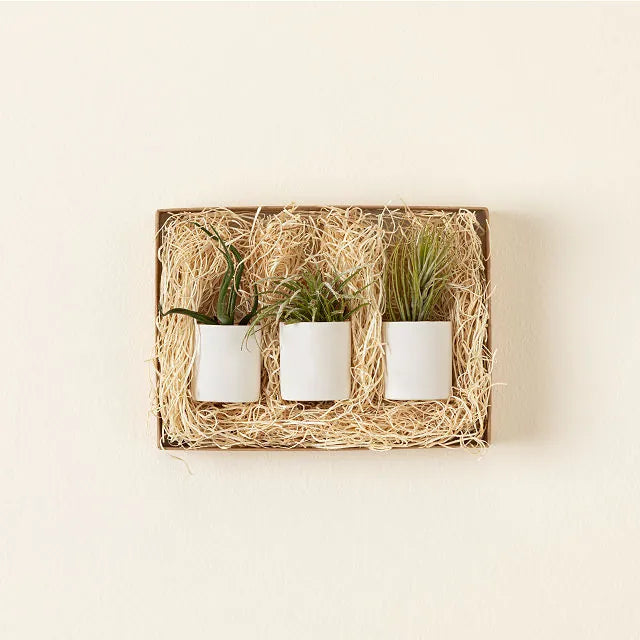 Tiny Pots and Tiny Air Plants Pack