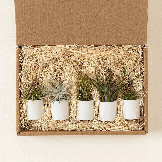 Tiny Pots and Tiny Air Plants Pack