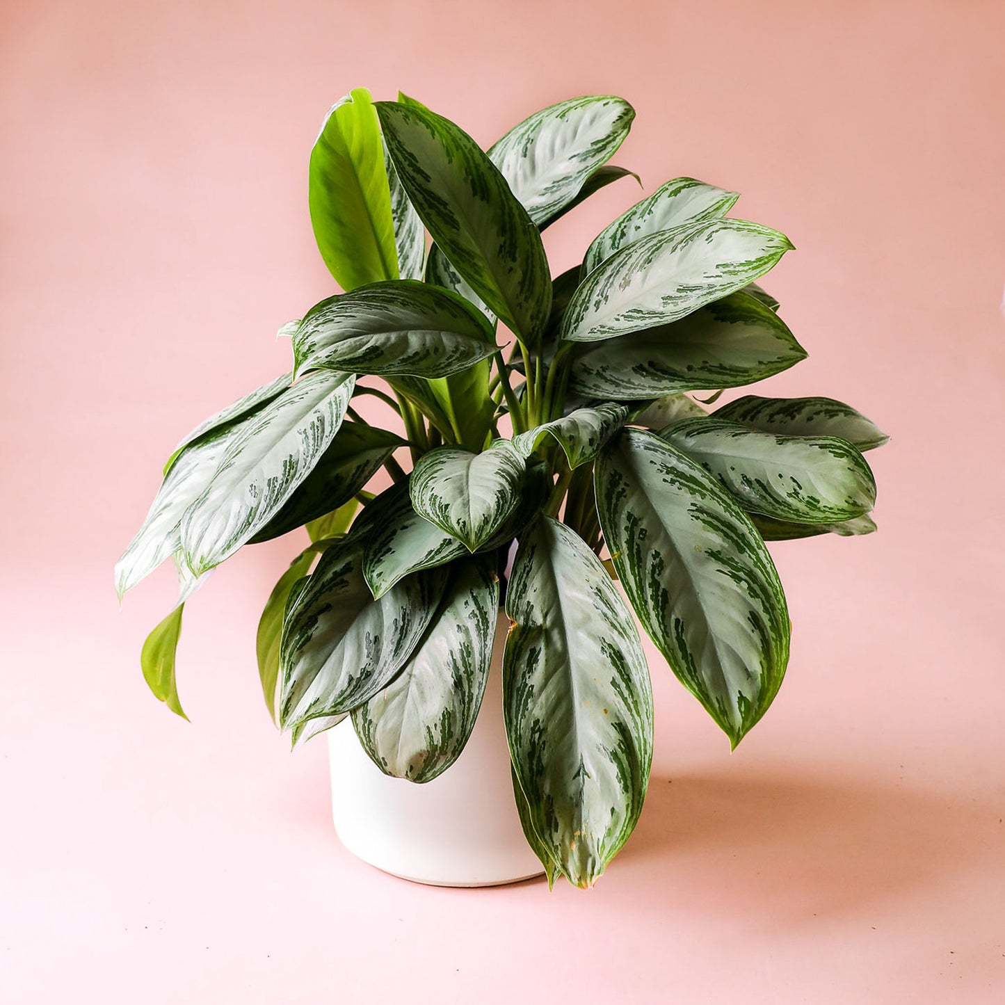 Chinese evergreen silver bay in a white pot