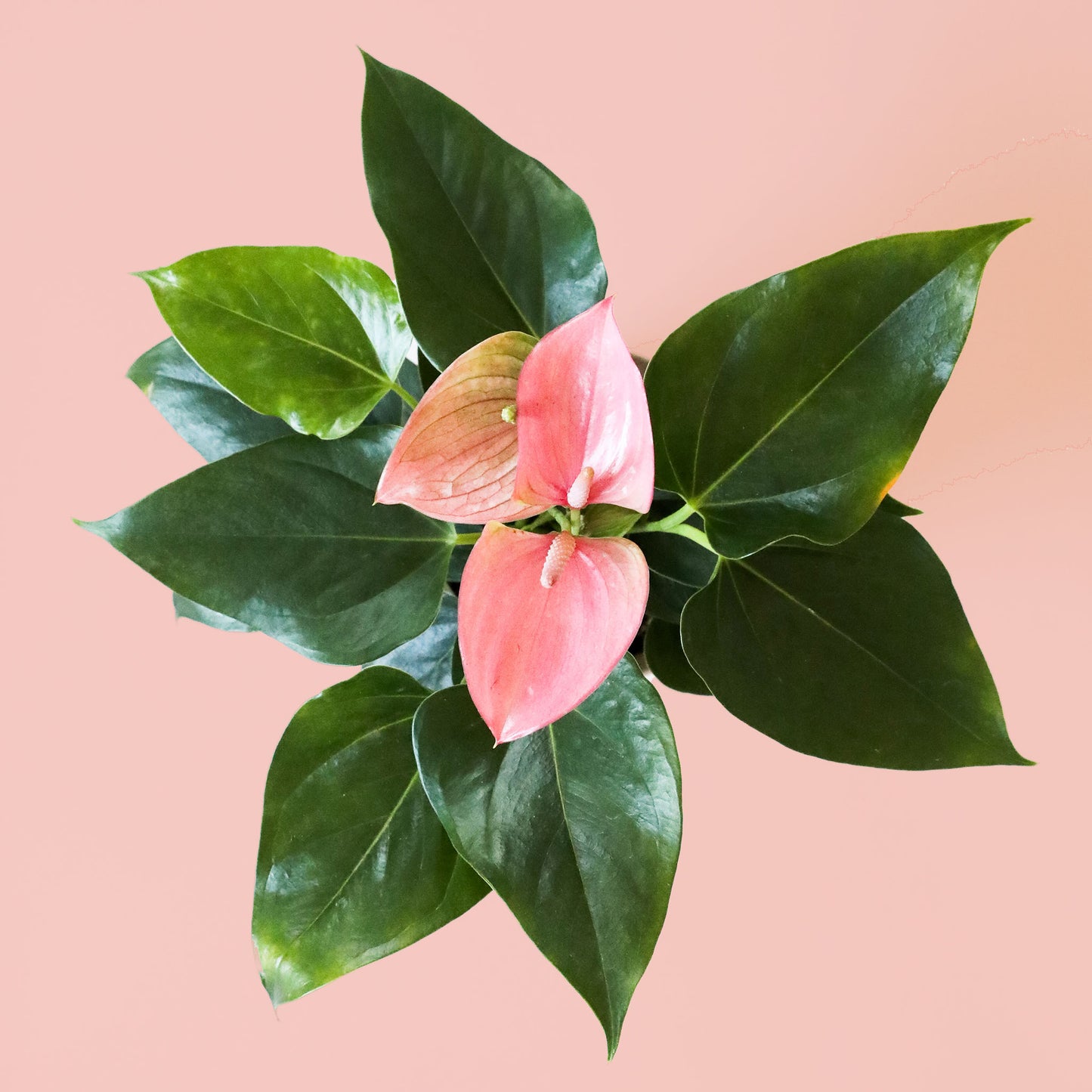 birds eye view of a pink anthurium
