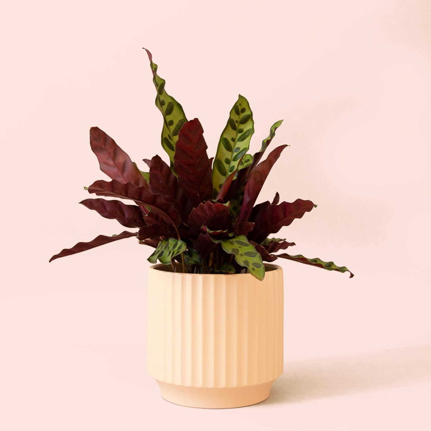 Calathea | Lancifolia