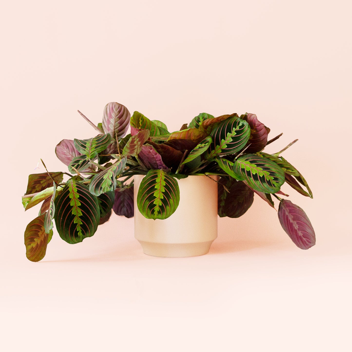 Maranta | Red