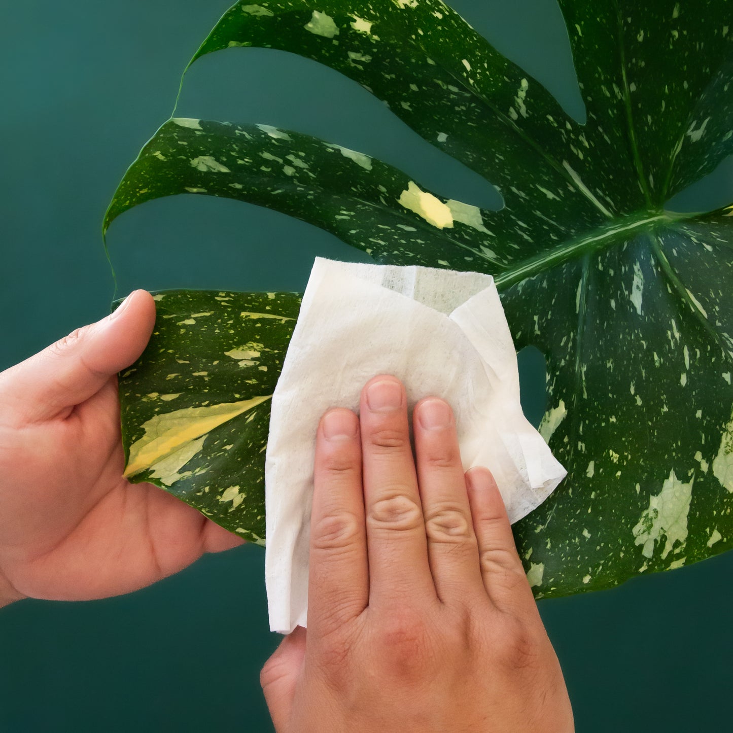 Hand wiping a leaf with a white cleansing cloth. The hand is wiping a beautiful speckled leaf with an emerald green background.