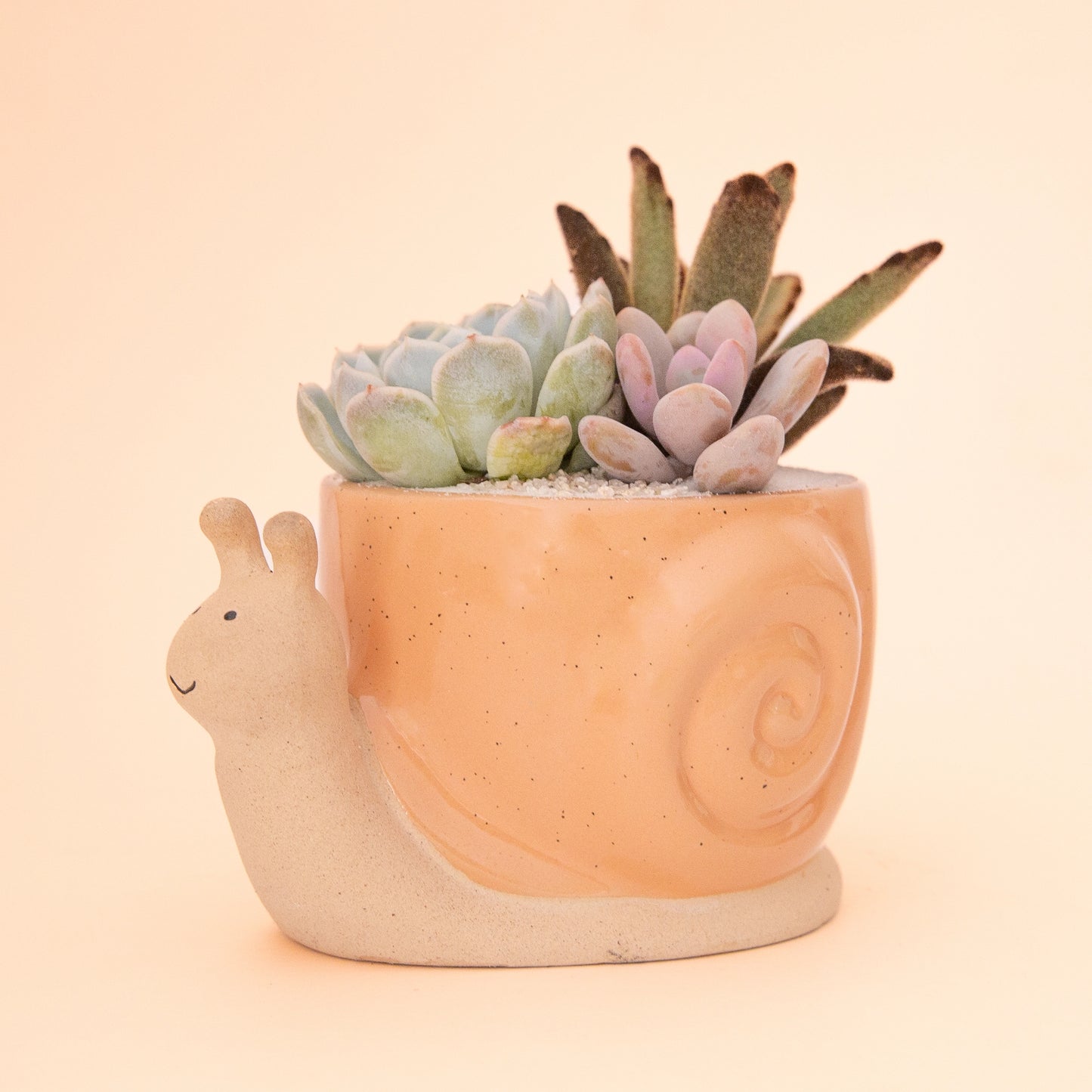 On a peachy background is a ceramic planter in the shape of a snail with a swirly orange "shell" and planted with various succulents not included.