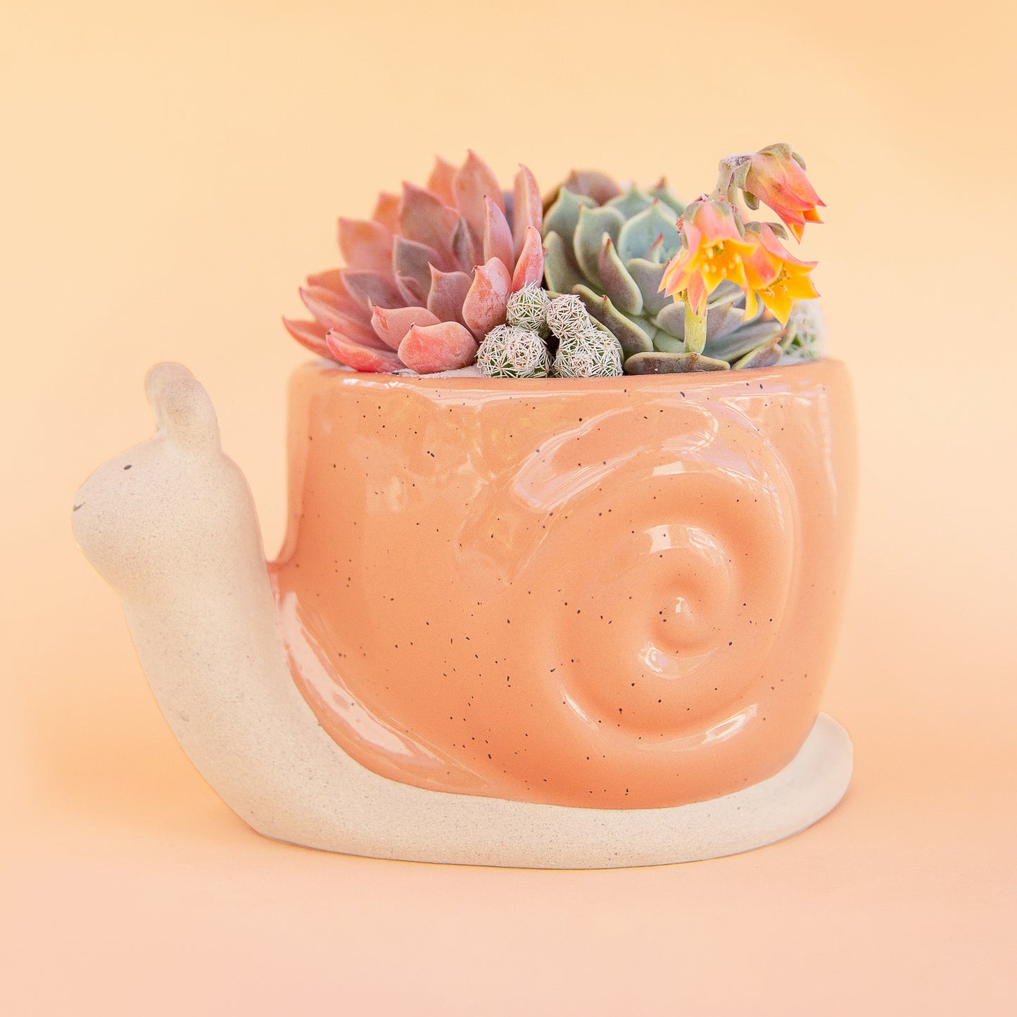 On a light peach background is a ceramic planter in the shape of a snail with a swirly light orange "shell".