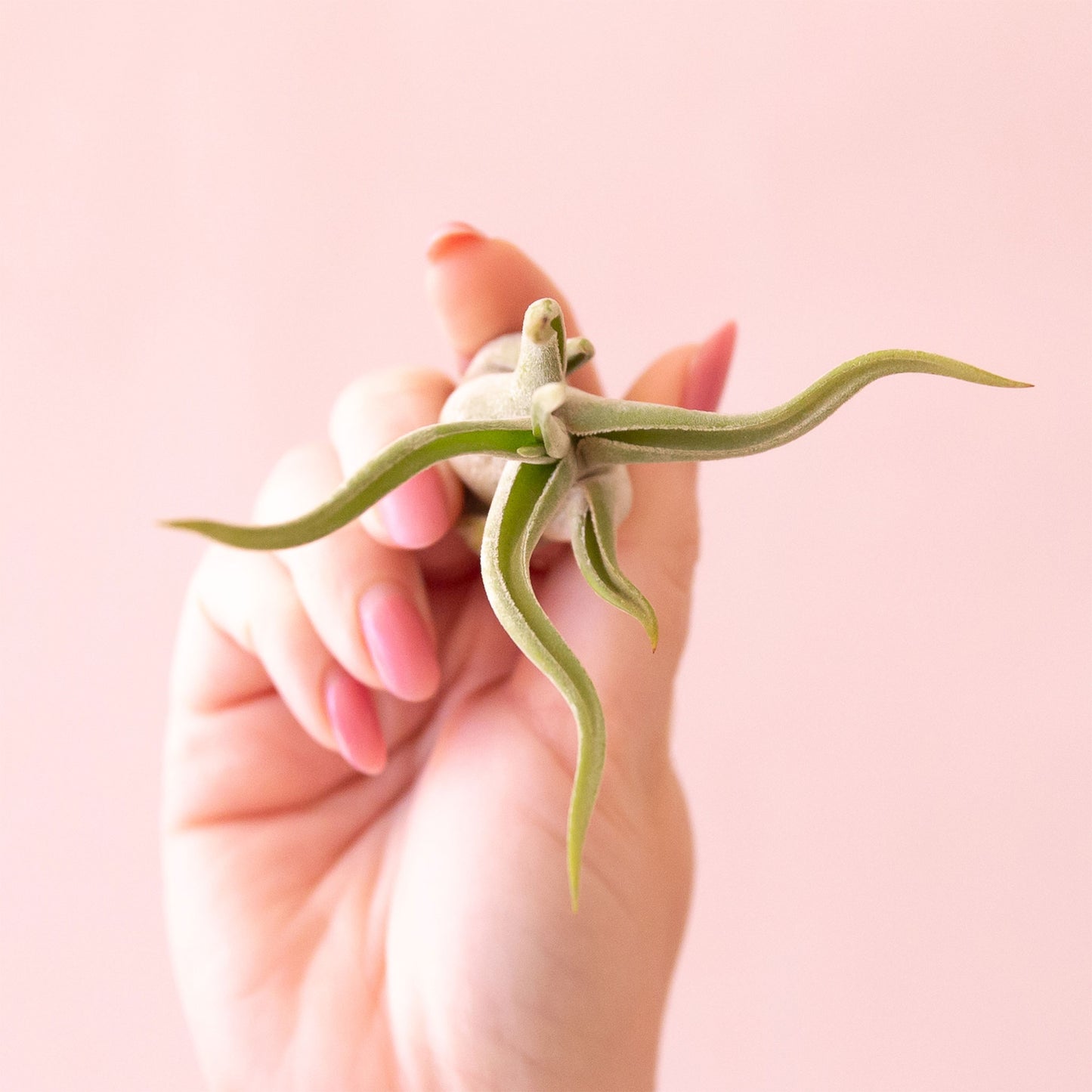 Tillandsia | Caput Medusae