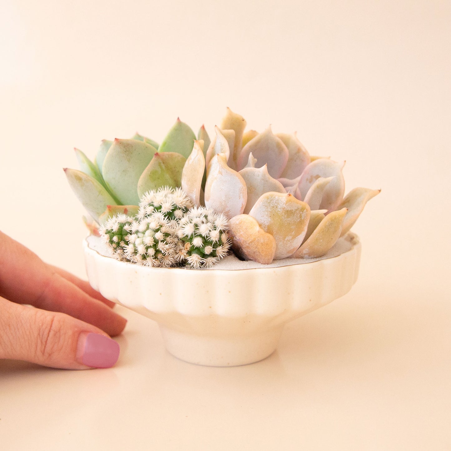 A scalloped ceramic pedestal bowl with a gold rim filled with a succulent arrangement that is not included with purchase.