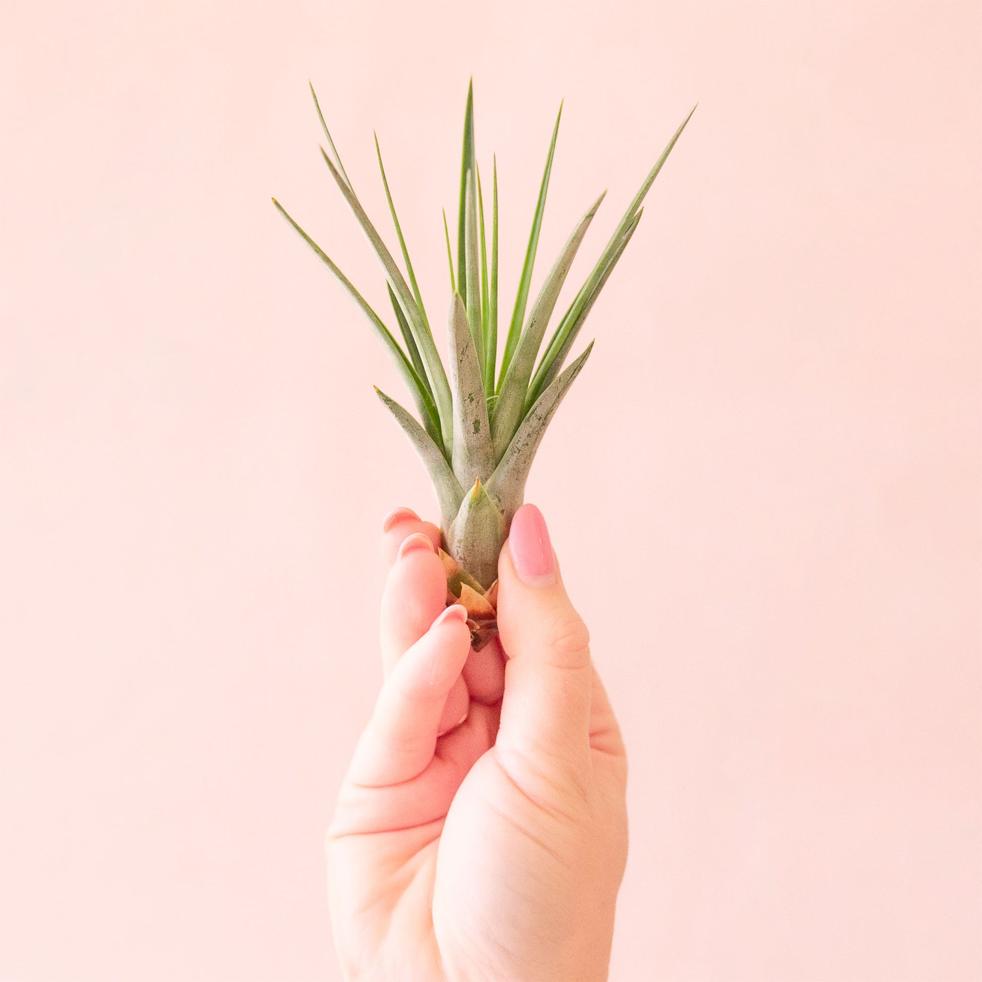 On a pink background is a green Fasciculata.
