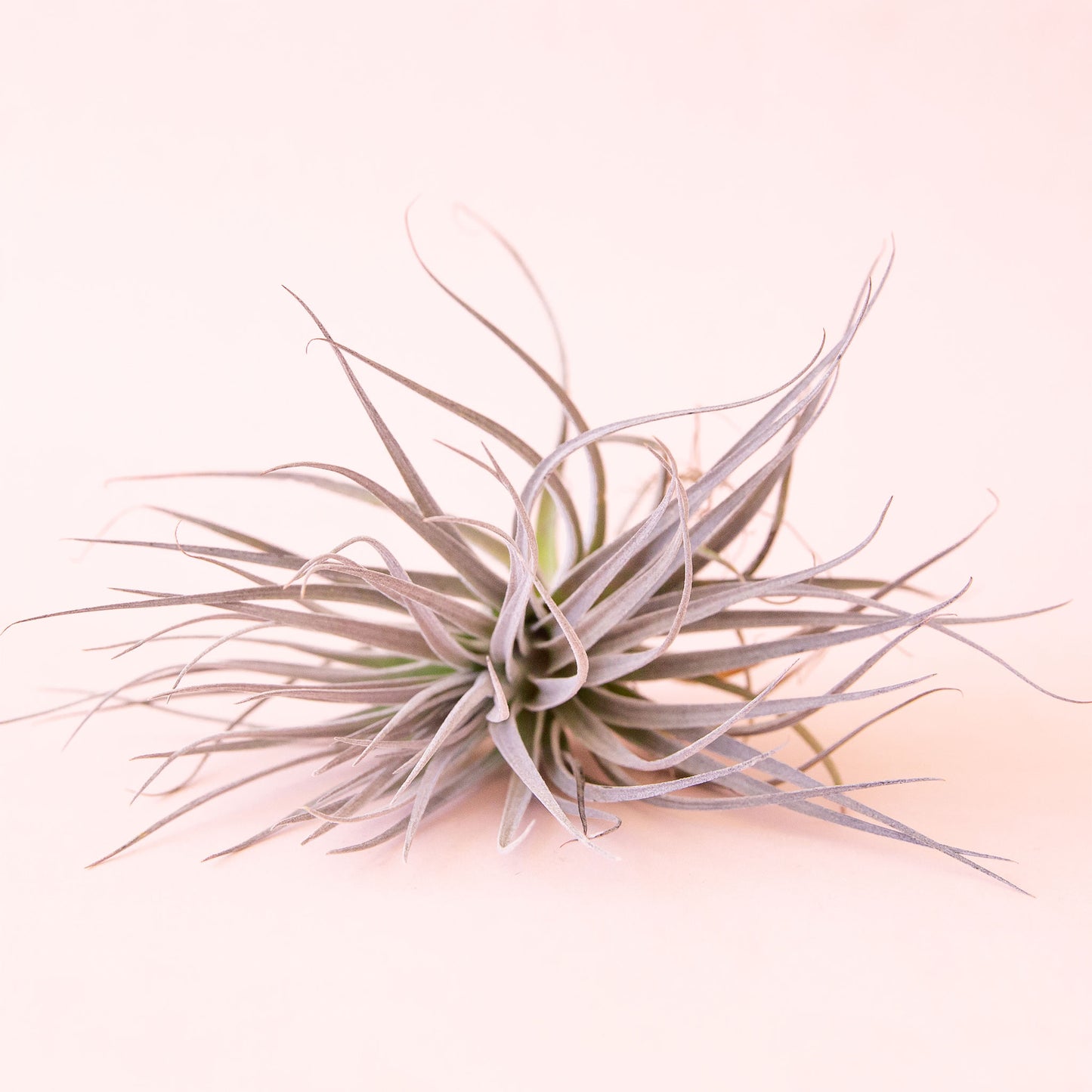 On a light pink background is a light pink and green Tillandsia Houston Pink air plant.