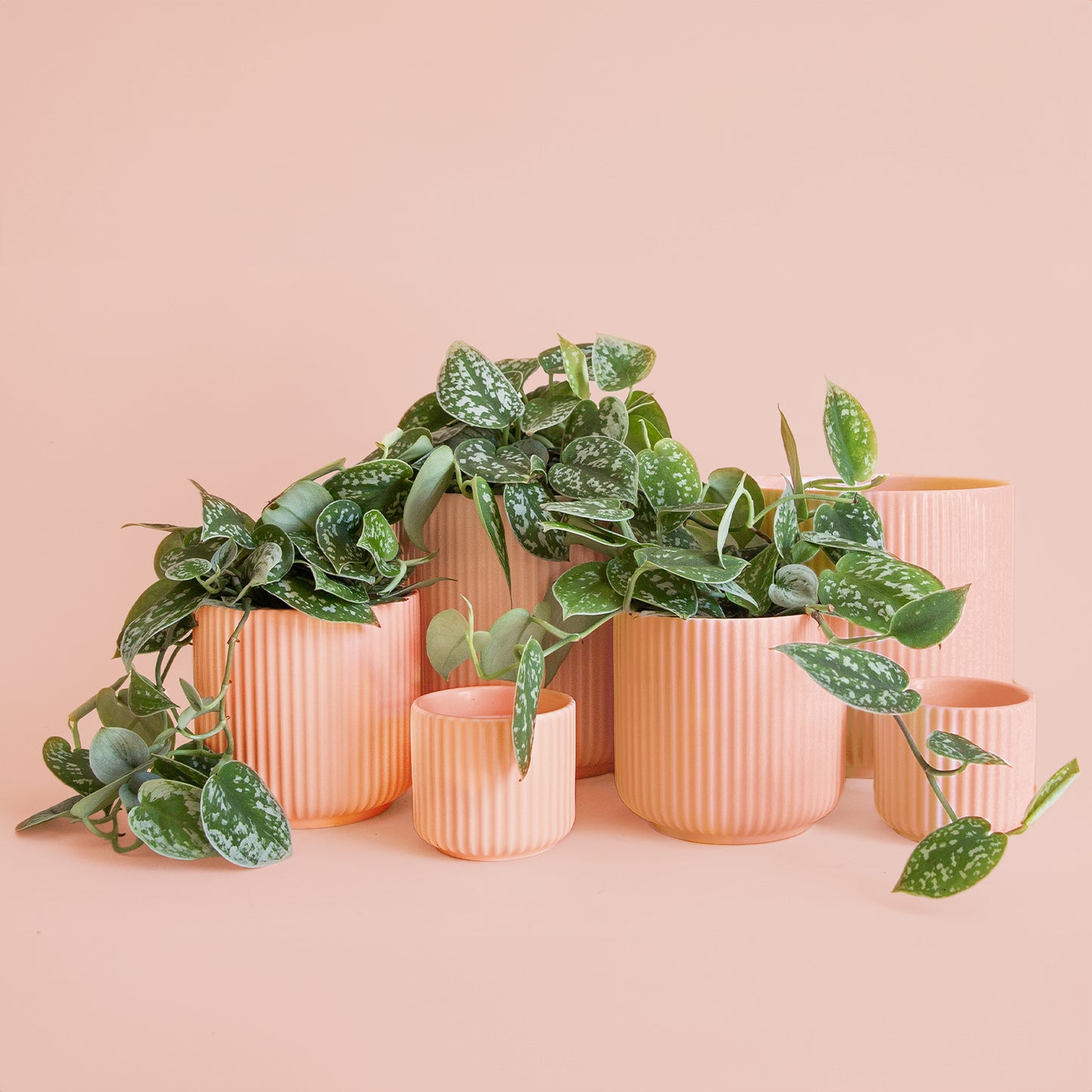 Lucy Pot | Petal Pink