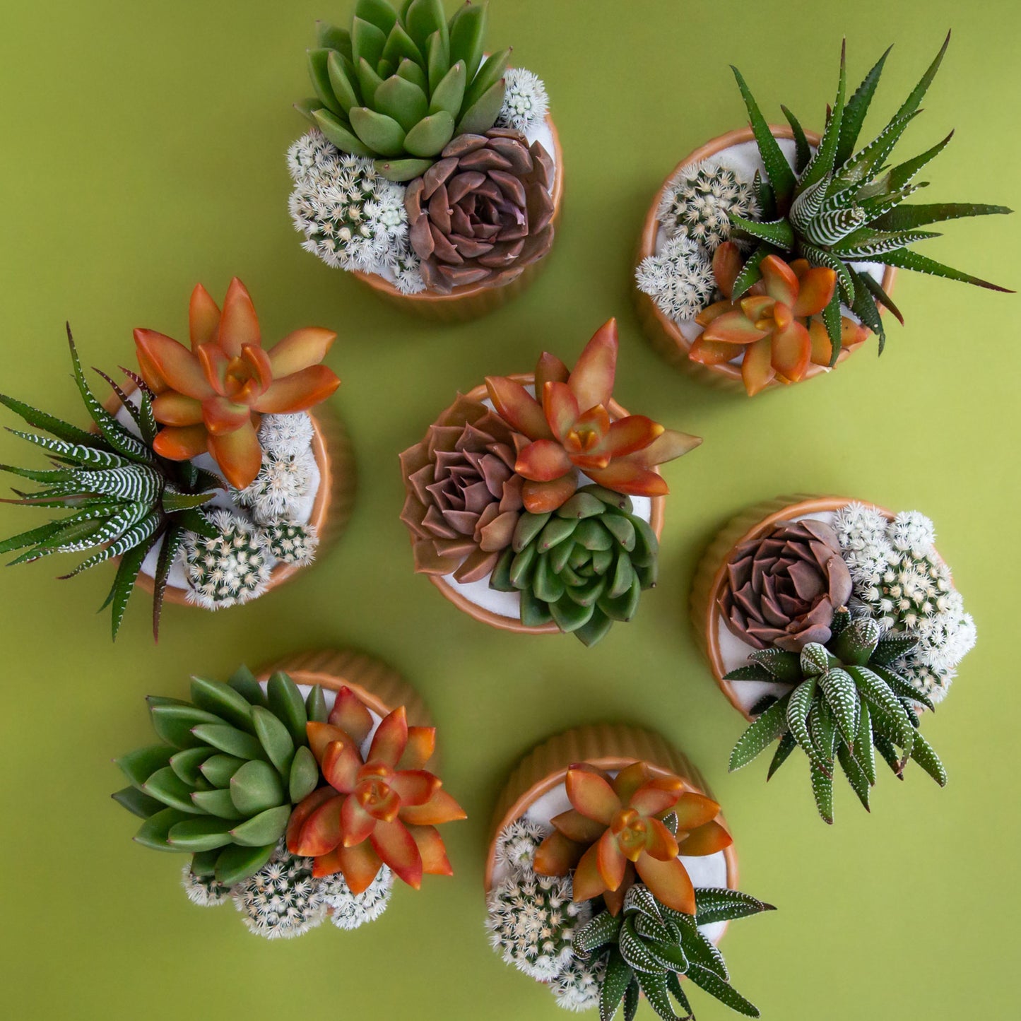 Orange ceramic planters with a fluted detail and a rounded base filled with succulent arrangements.