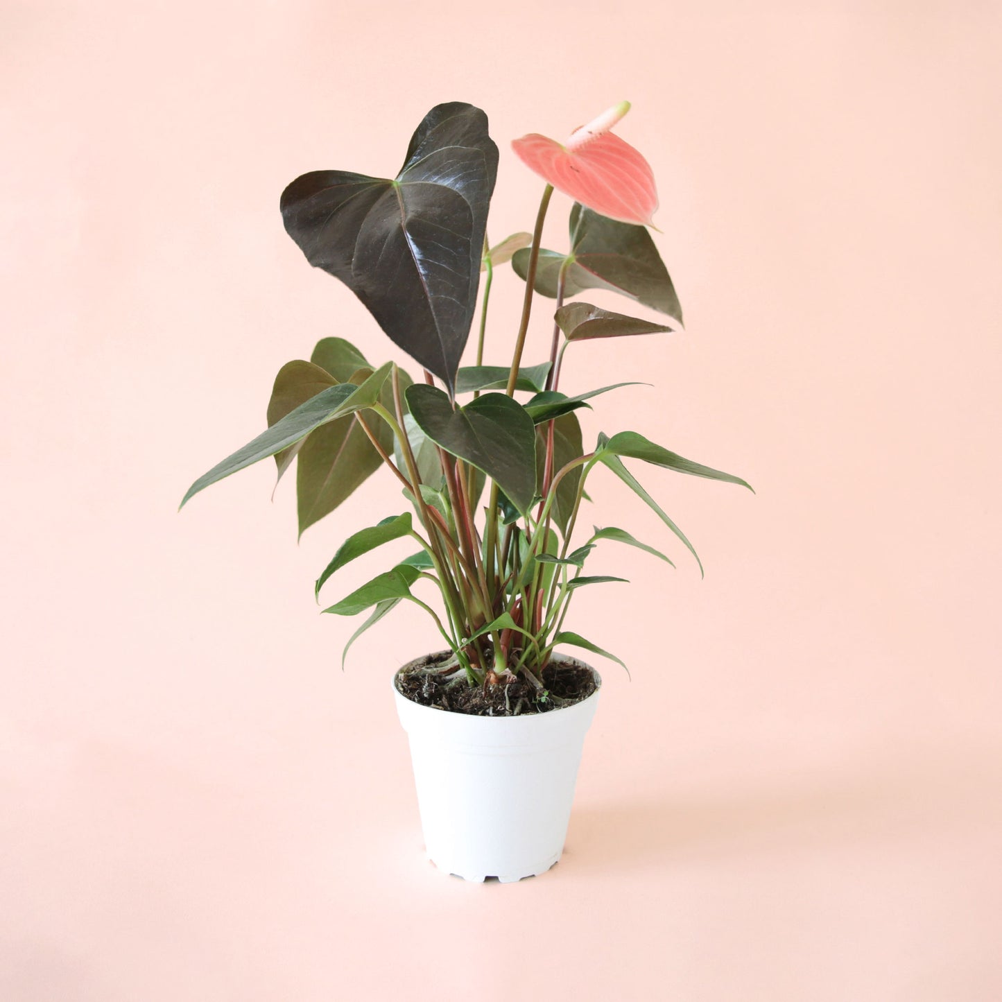 an anthurium rainbow champion with dark green pointed leaves and a salmon pink flower in a white pot
