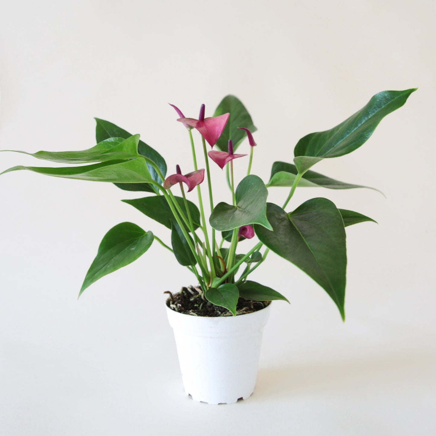 Anthurium 'Zizou' Purple planted in a round white pot. Anthurium has dark green spade shaped leaves and tall flat grape colored flower petals and dark purple stamen.