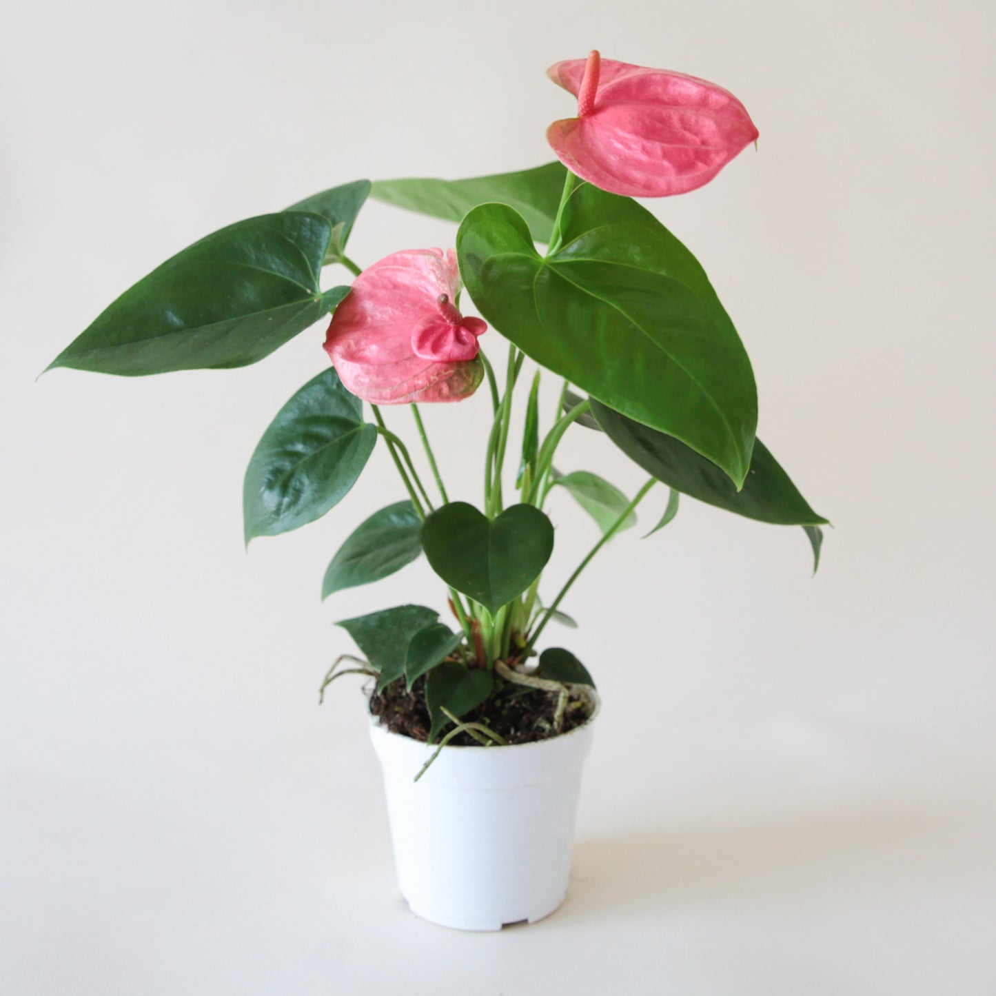 Anthurium | Sweet Dreams