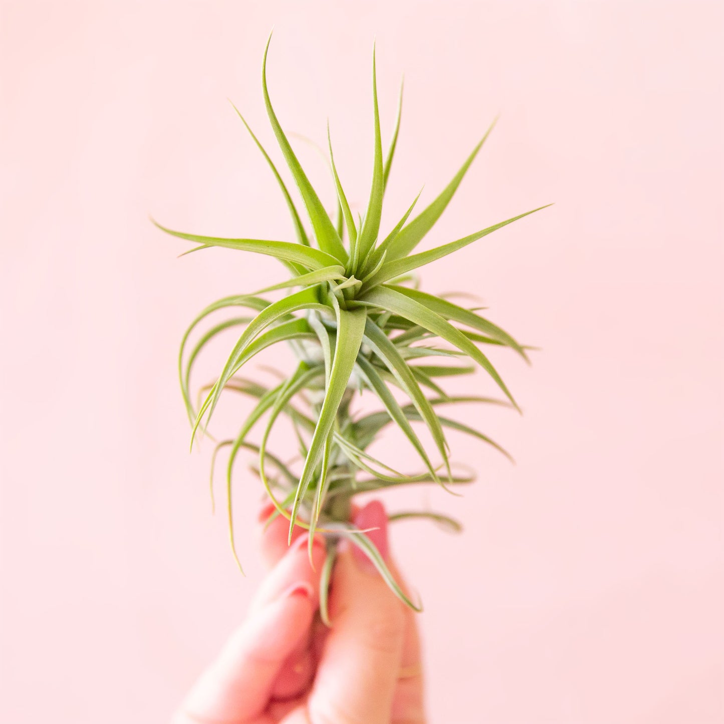 a hand holding a tillandsia aeranthos