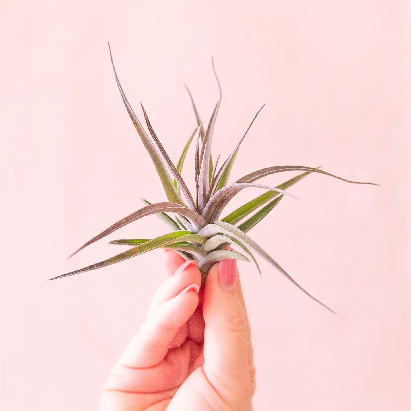 a hand holds an air plant with purple and green coloring