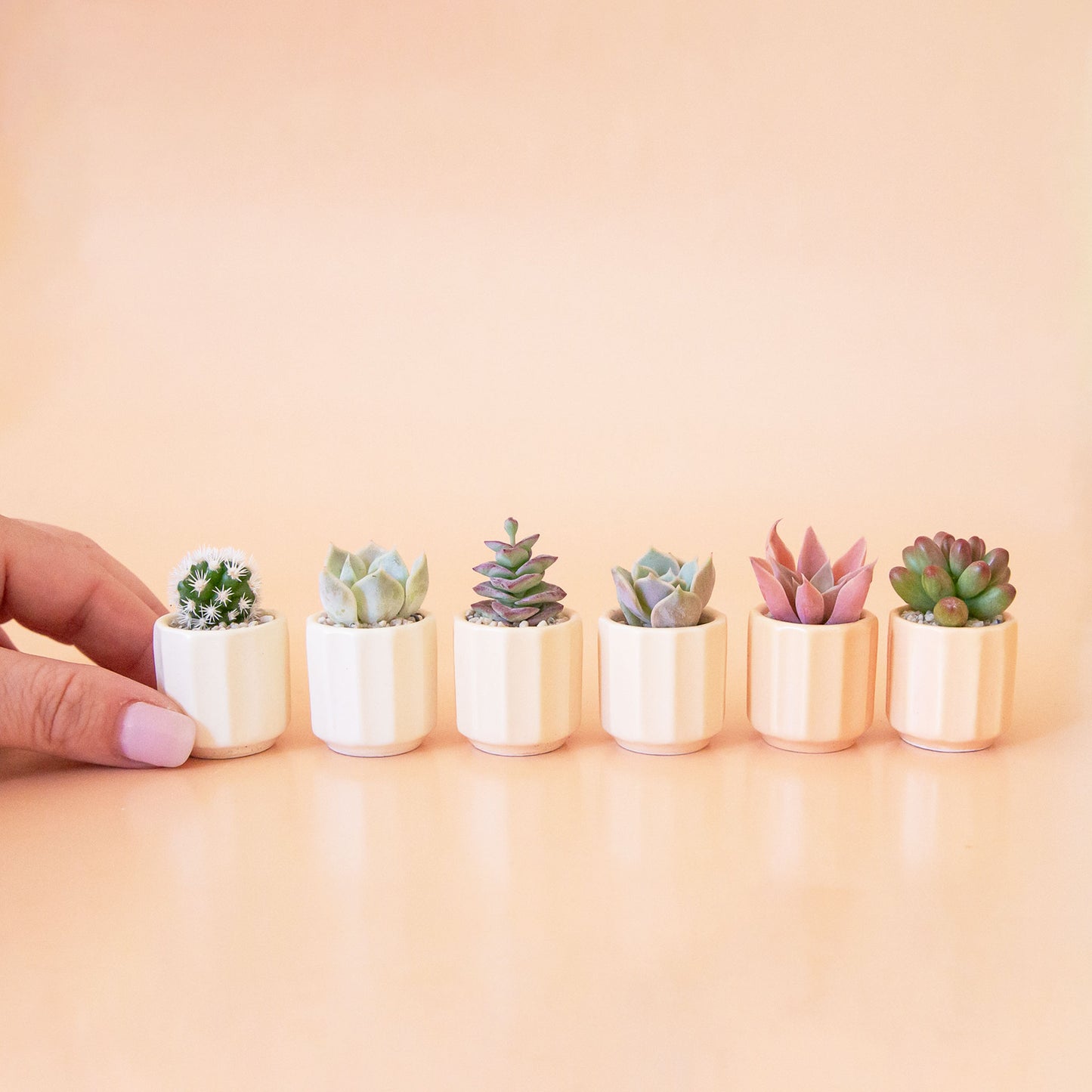 A hand comes into frame on the left hand side of the image with five mini monroe planters.