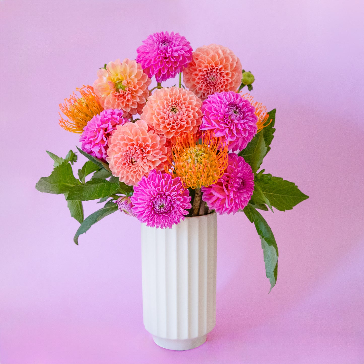 A beautiful white fluted cylindrical vase sits in middle of a page. Inside the vase are beautiful Dahlia flowers- orange, pink and coral. There are green leaves spilling out of the vase. The flowers and vase are on a soft pink background.