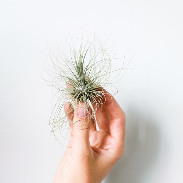 On a white background is a Tillandsia Fuchsii air plant.
