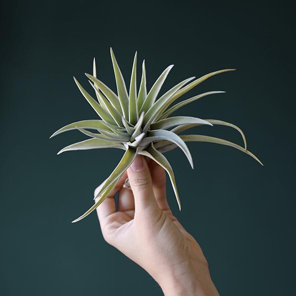 On a dark green background is a Tillandsia Harrisii.