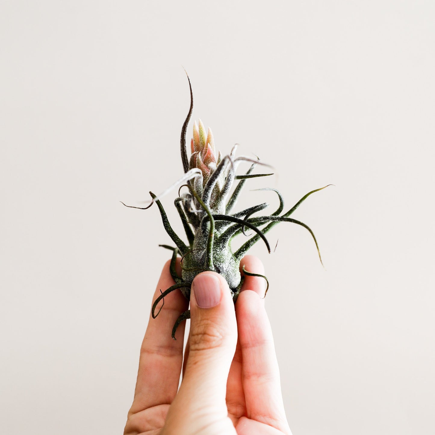 On a cream background is a Tillandsia Pruinosa.