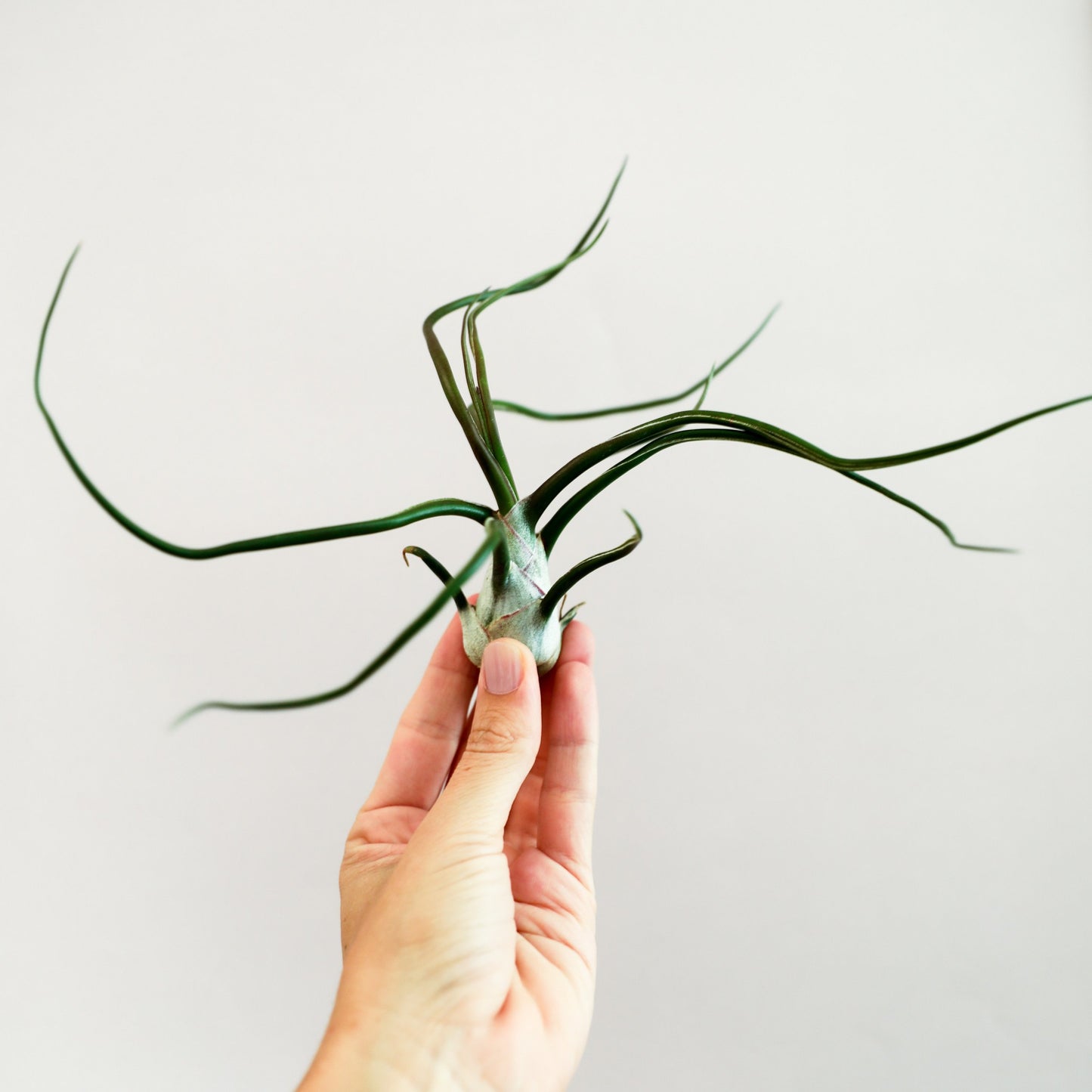 On a white background is a Tillandsia Bulbosa.
