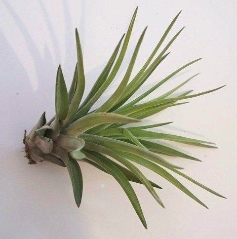 On a white background is a Tillandsia Velutina air plant.
