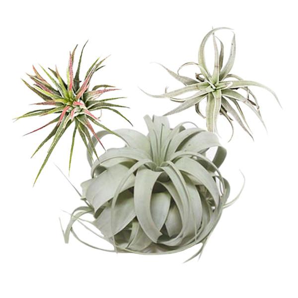 Air Plant Starter Pack