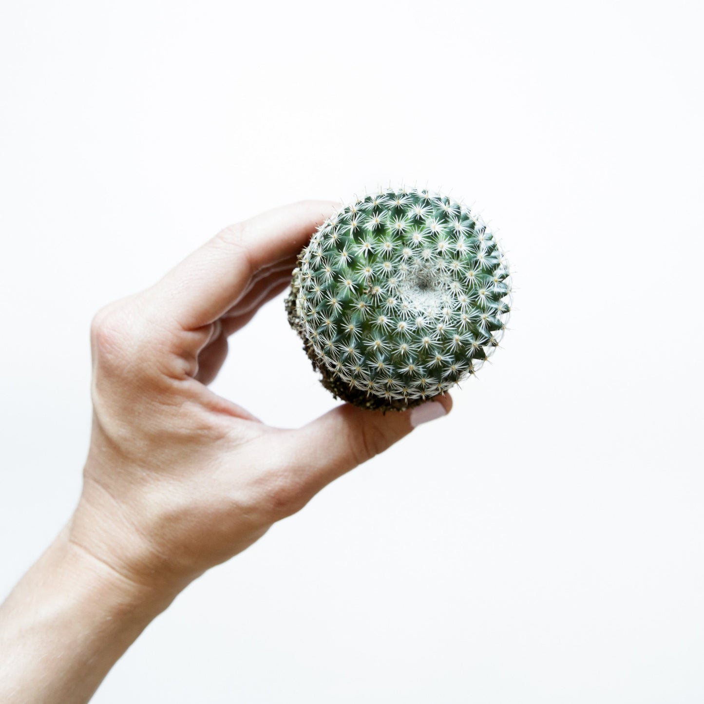 On a white background is a Mammillaria Elegant Cactus.