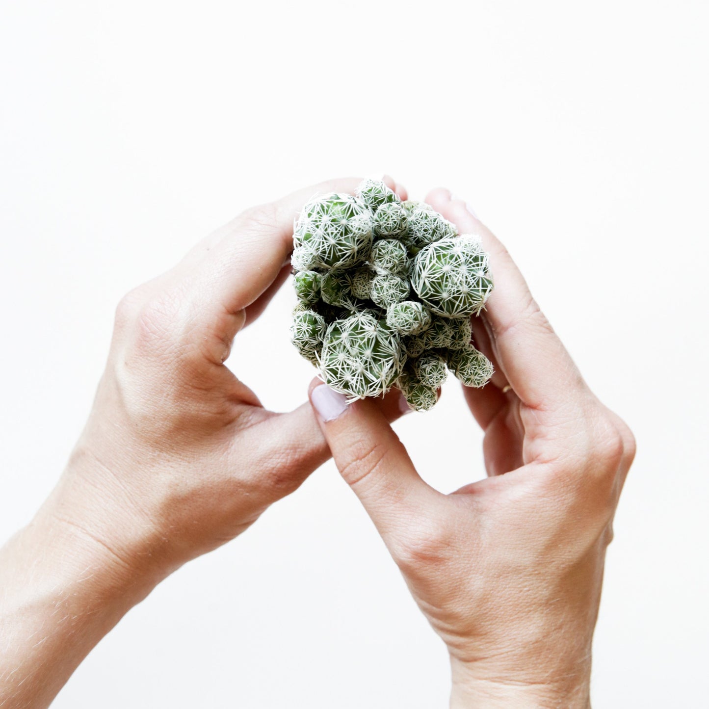 On a white background is a Mammillaria Thimble Cactus arial view.