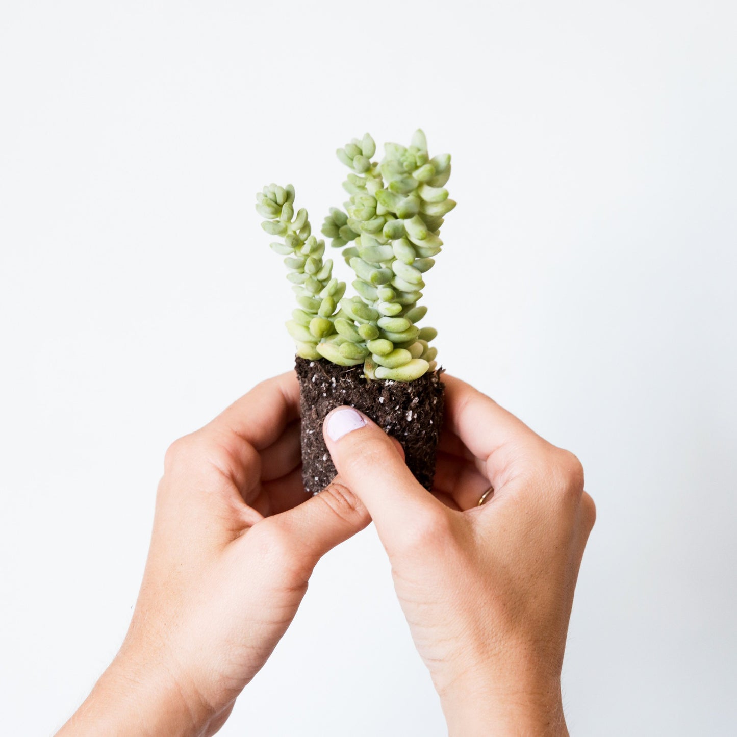 On a white background is a model holding up Donkey Tail Succulent.