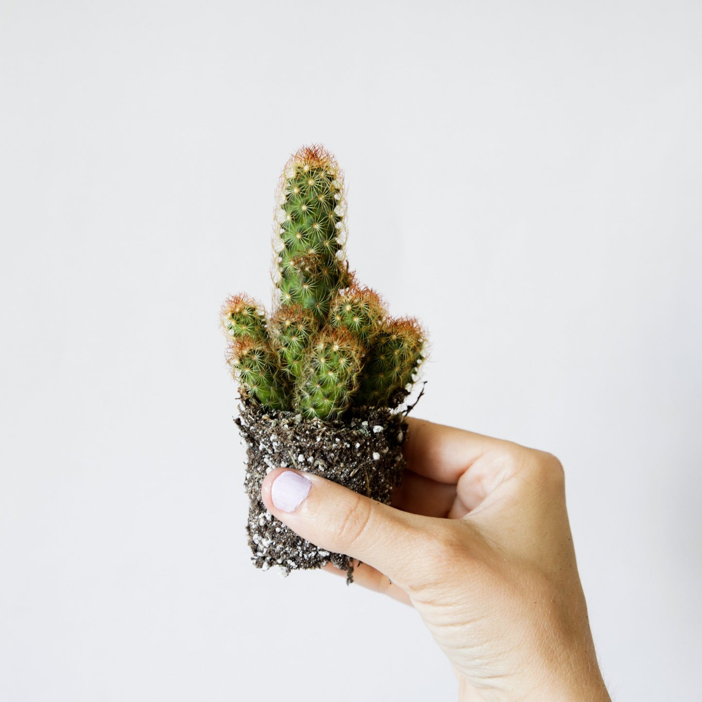 On a white background is a Copper King cactus being held by a model.