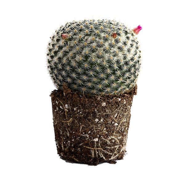 On a white background is a Mammillaria Elegant Cactus.
