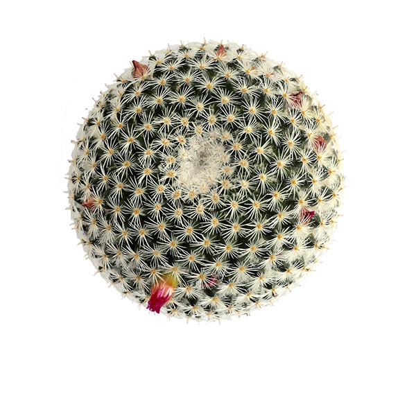 On a white background is a Mammillaria Elegant Cactus.