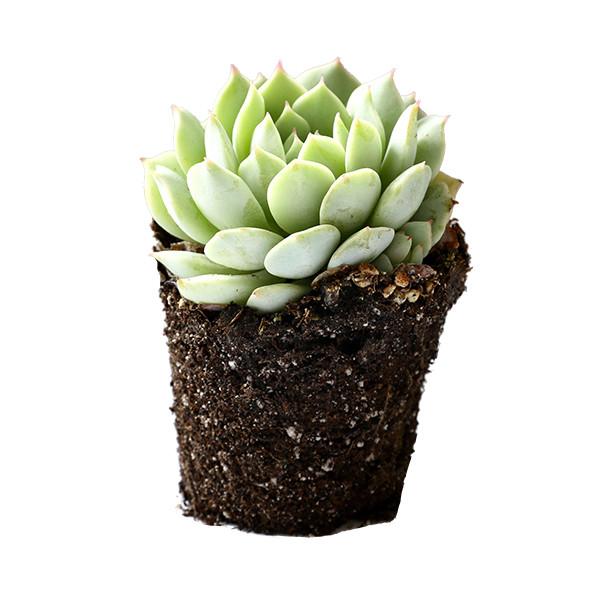 A side view of an Echeveria Painted Lady Succulent.