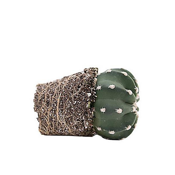 On a white background is the side view of a Domino Cactus.