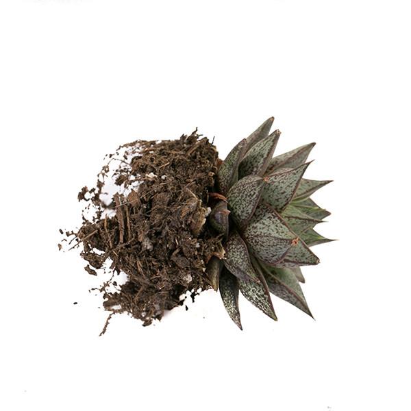 On a white background is a side view of an Echeveria Purposum Succulent.