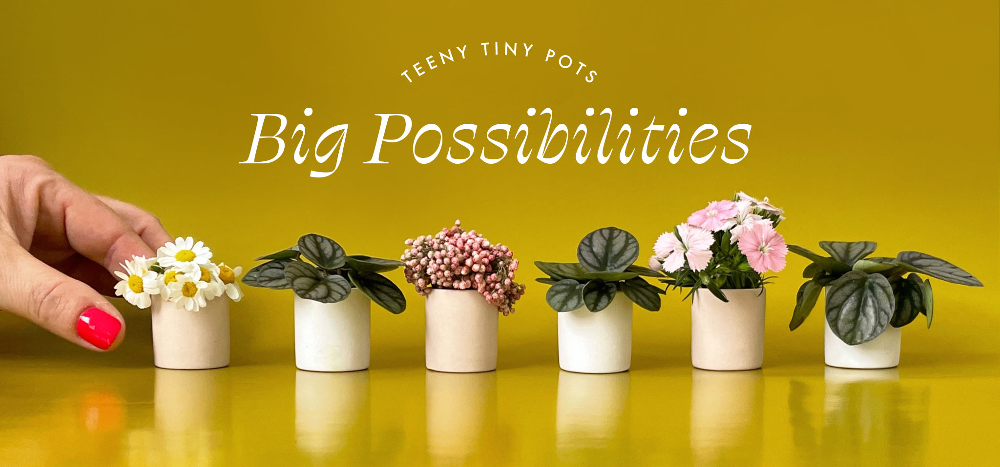 Teeny Tiny Pots, Big Possibilities