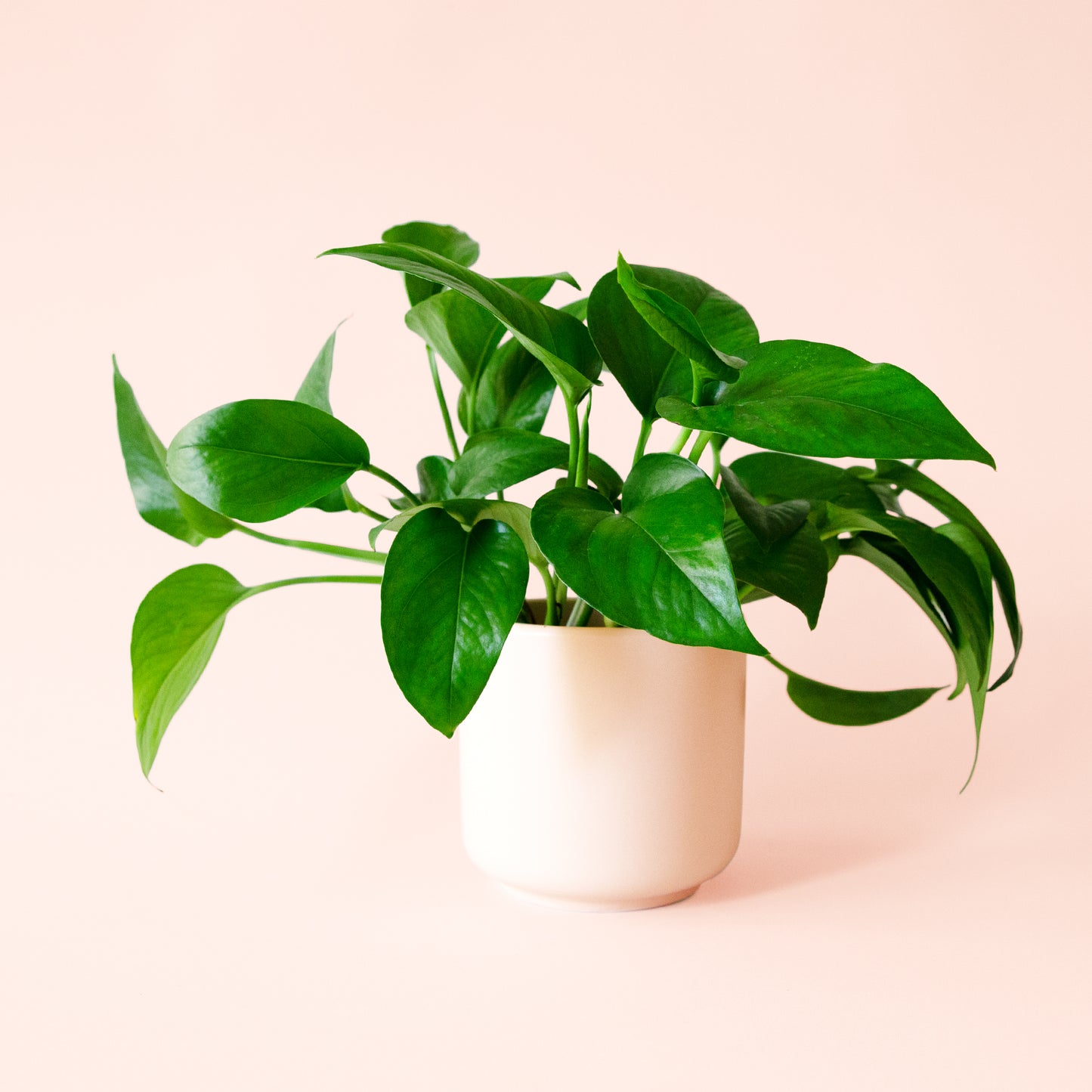 Pothos | Green