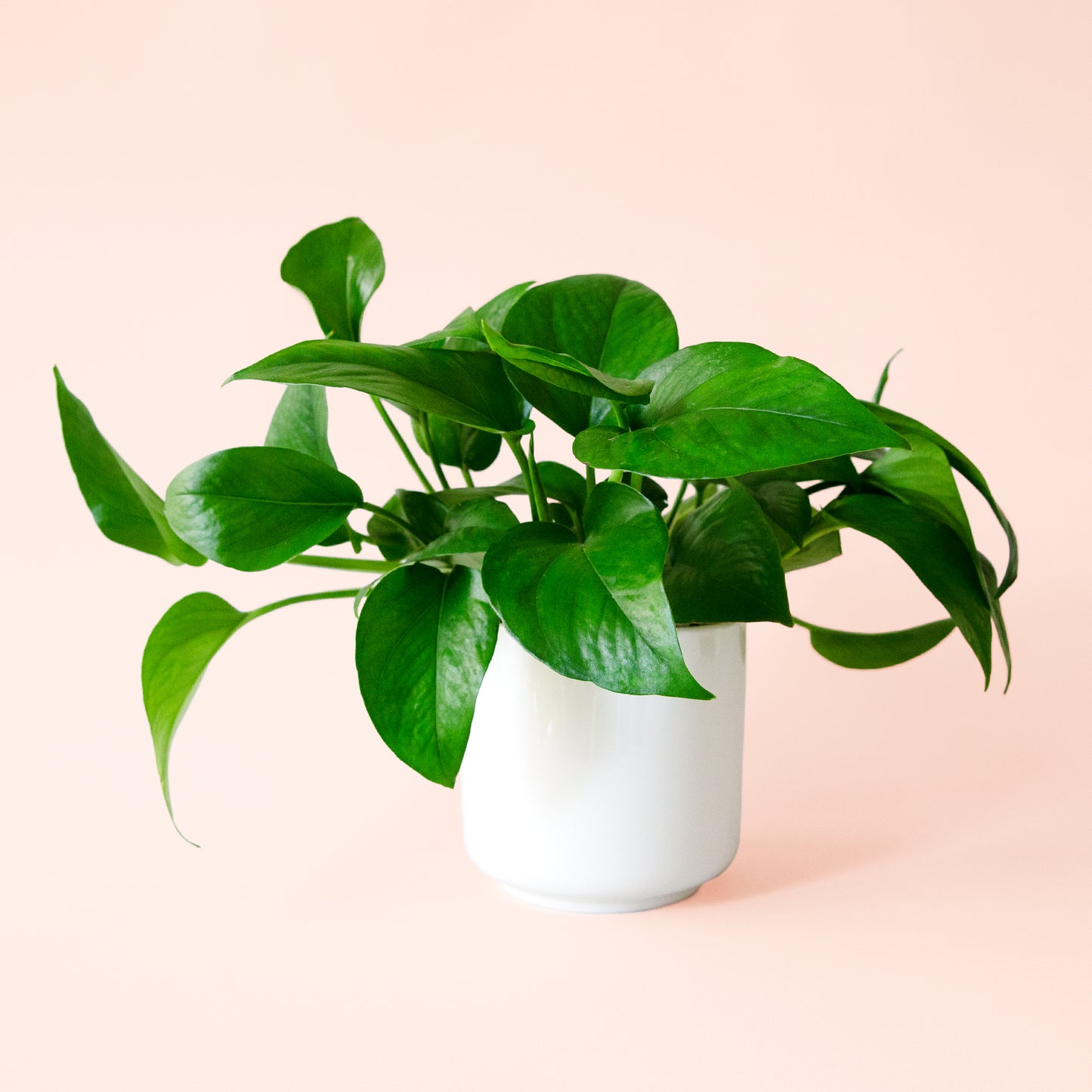 Pothos | Green