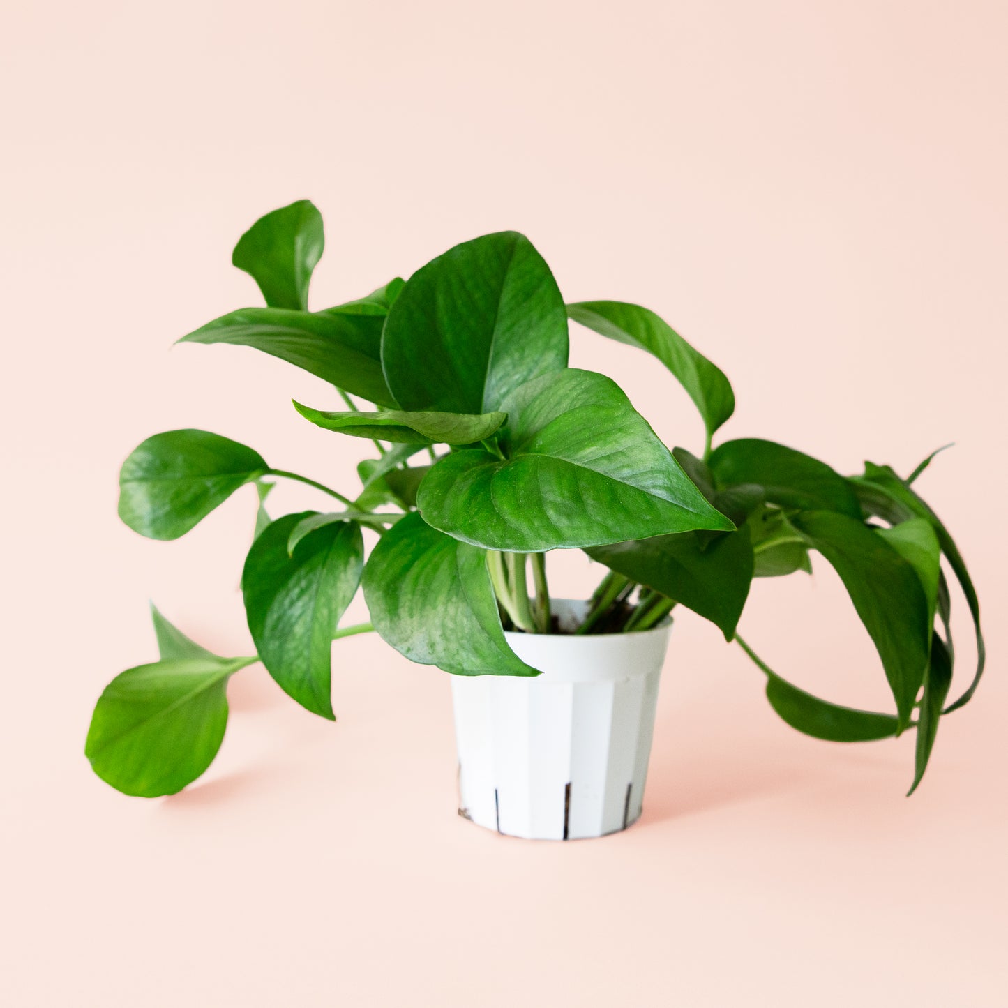 Pothos | Green