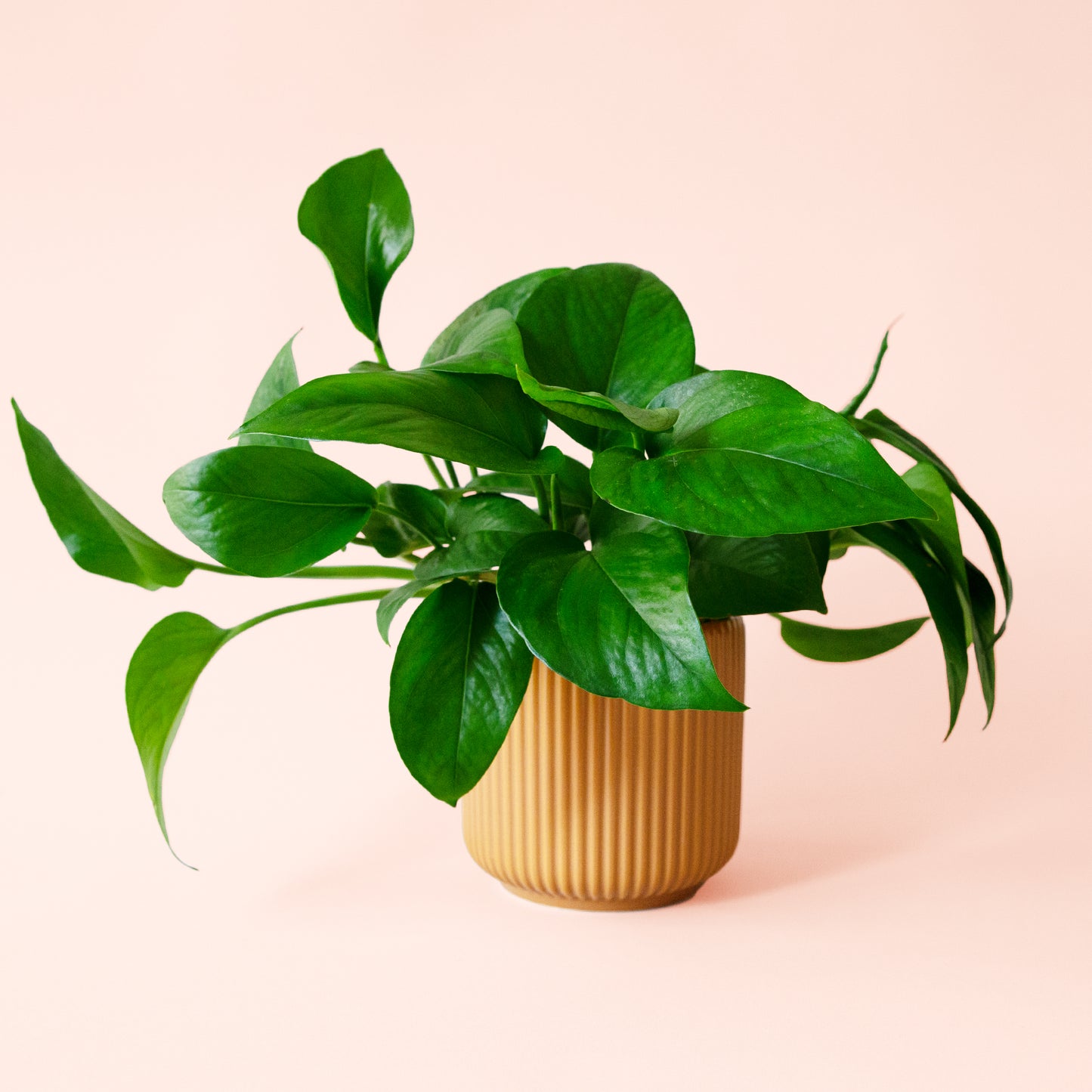 Pothos | Green