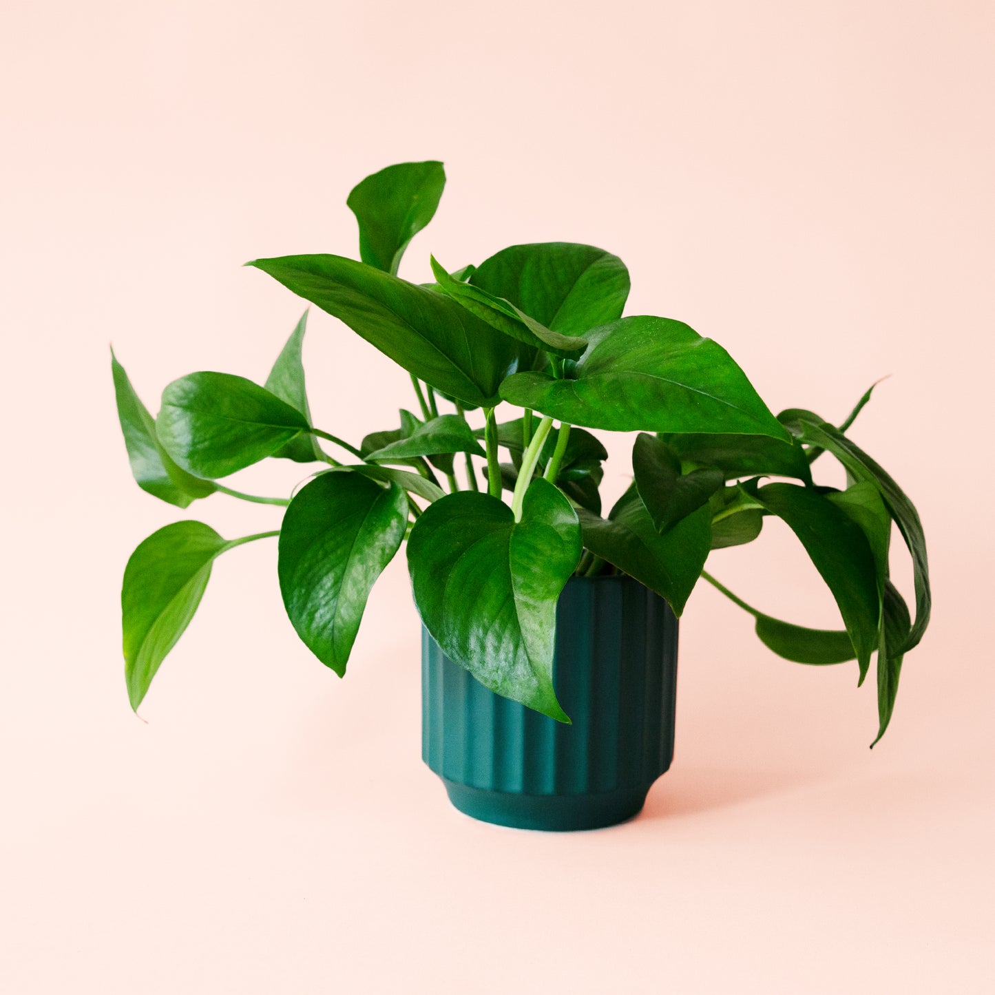 Pothos | Green