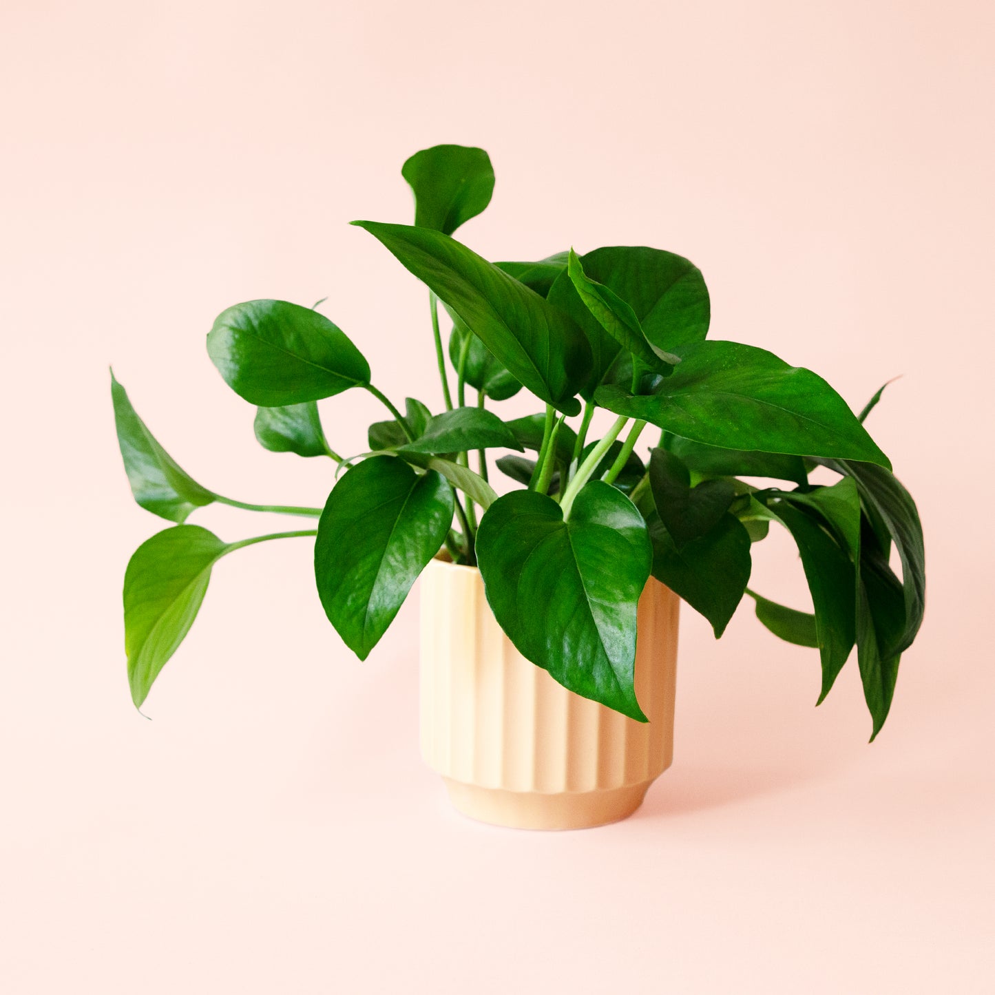 Pothos | Green