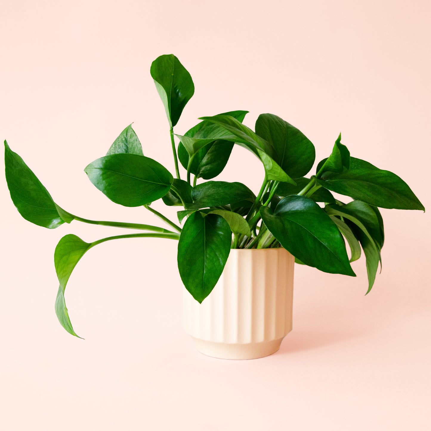 Pothos | Green