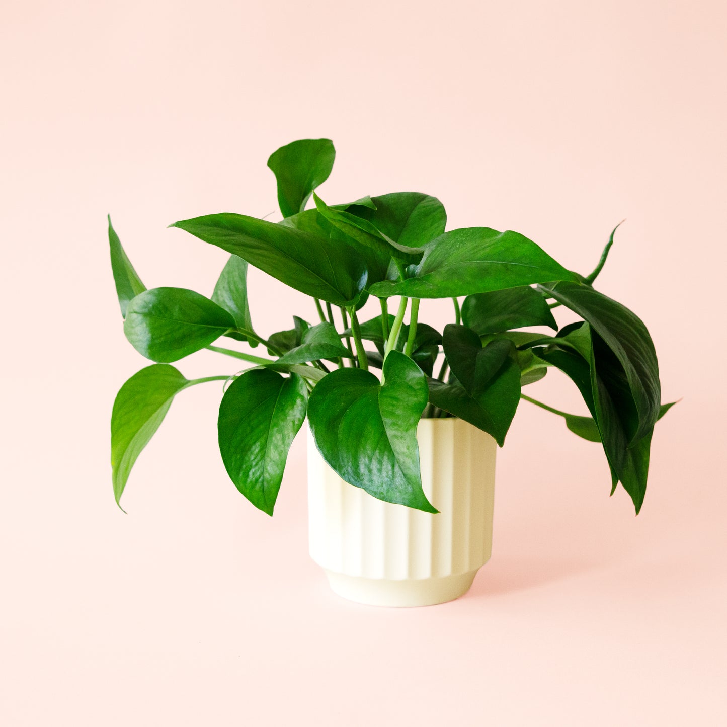 Pothos | Green
