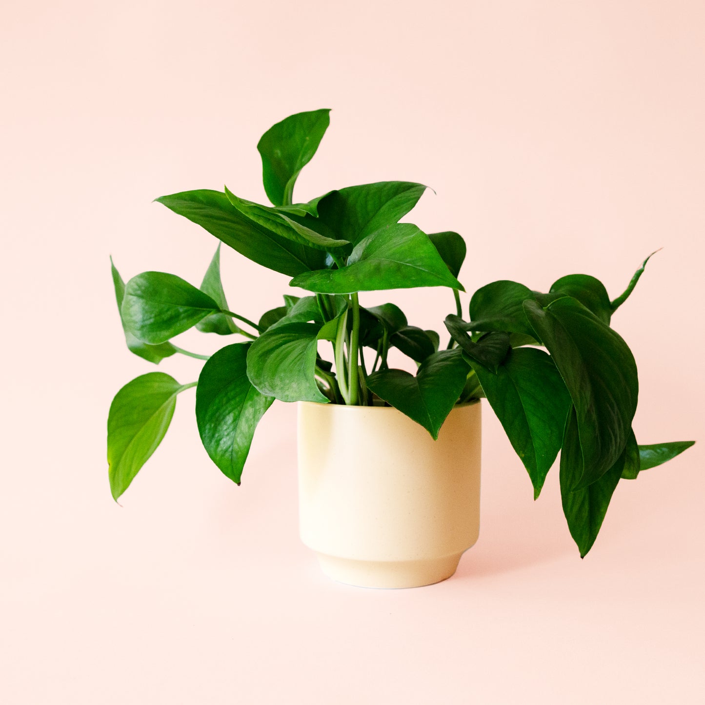 Pothos | Green