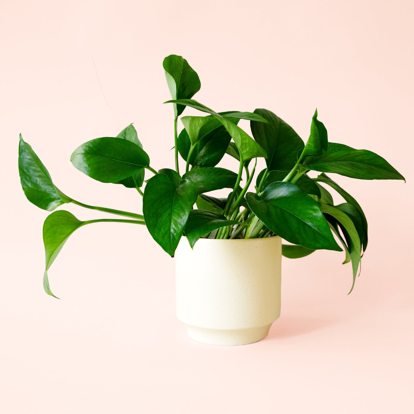 Pothos | Green