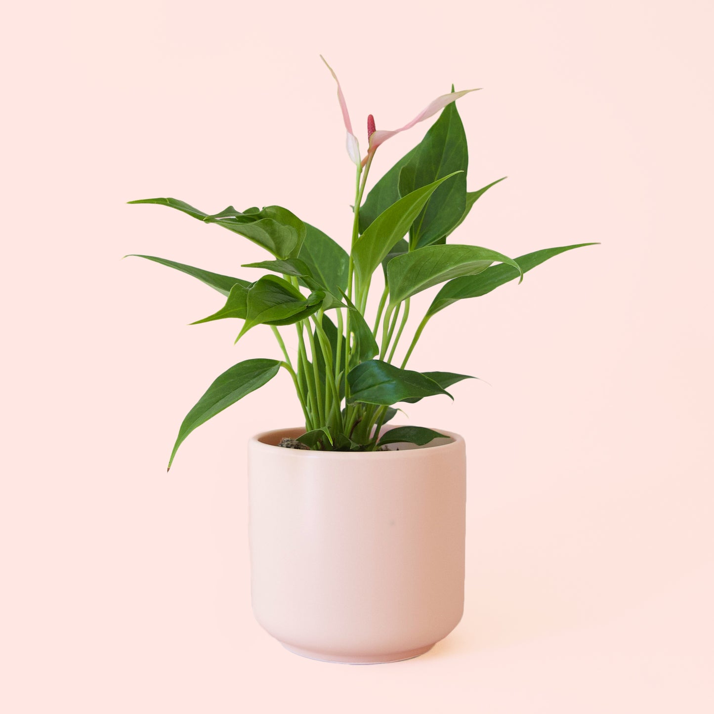 Anthurium | Lilli