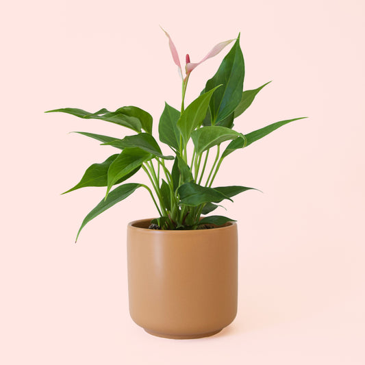 Anthurium | Lilli